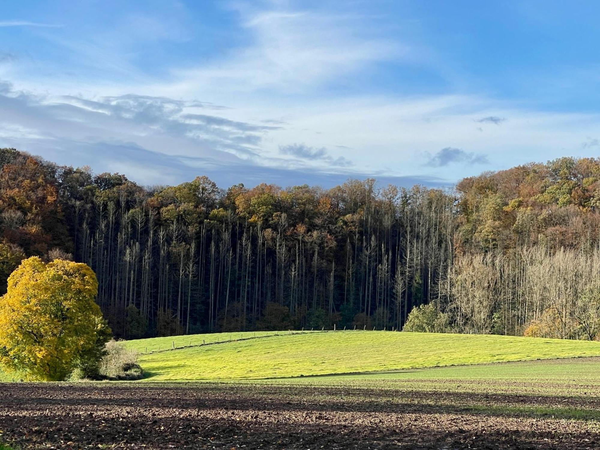 Ferienhaus Kleine Auszeit In Der Natur Mit Kamin, Yogamatten, Schoene Kueche Extertal Esterno foto
